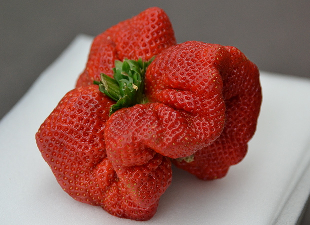 World's largest strawberry grown in Japan.